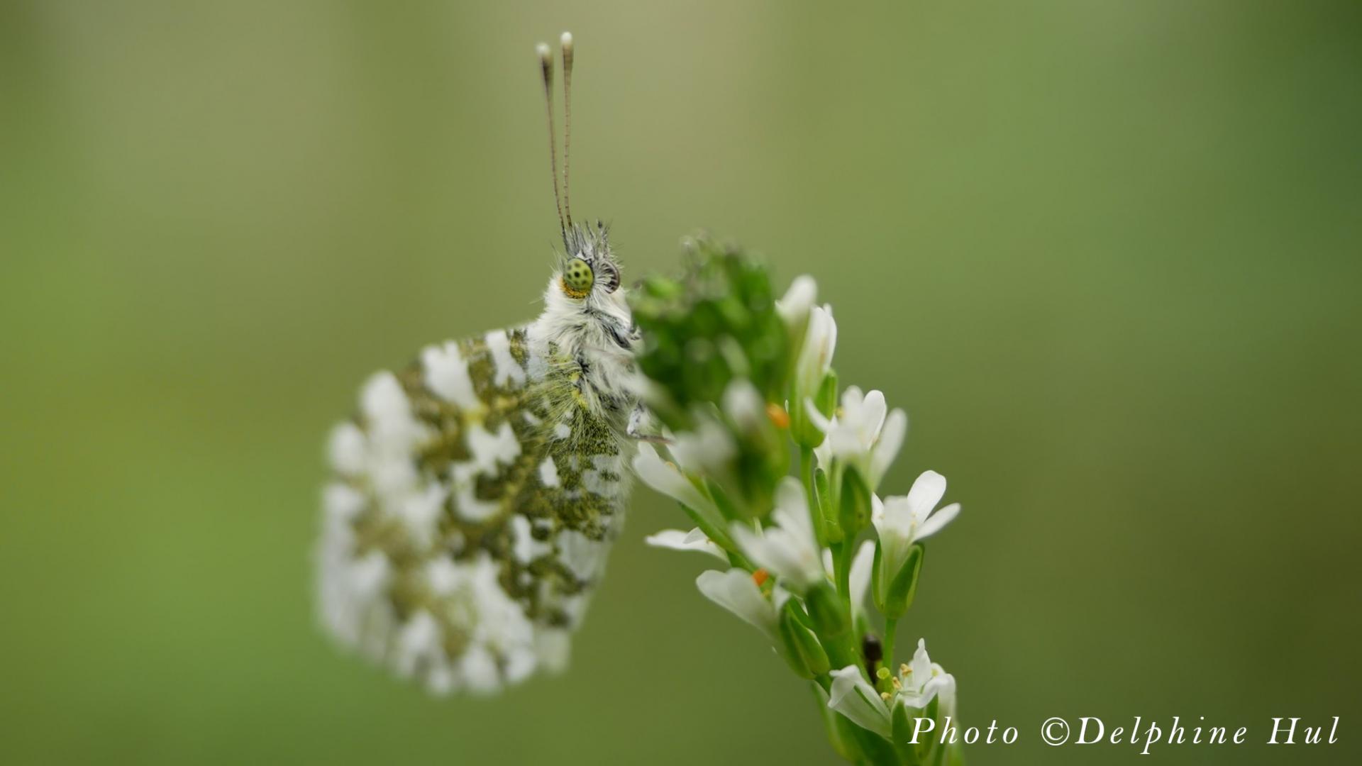 Anthocharis cardamines